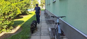Policjant z psem służbowym sprawdzają teren szkoły.