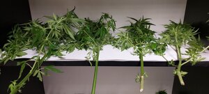 Rośliny konopi indyjskich leżące na półce.