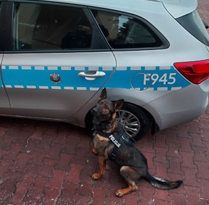 Pies policyjny przy radiowozie.